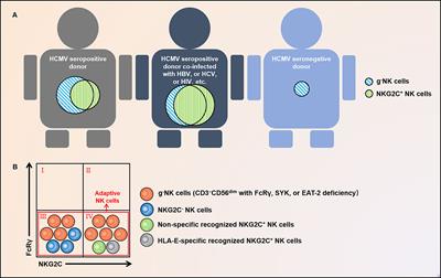 Biology and Clinical Relevance of HCMV-Associated Adaptive NK Cells